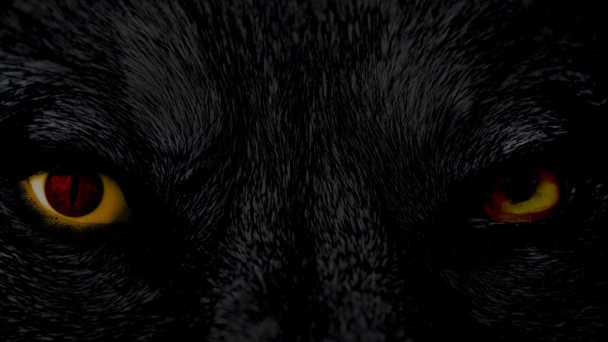 Чернобурая лиса чернобурая лиса