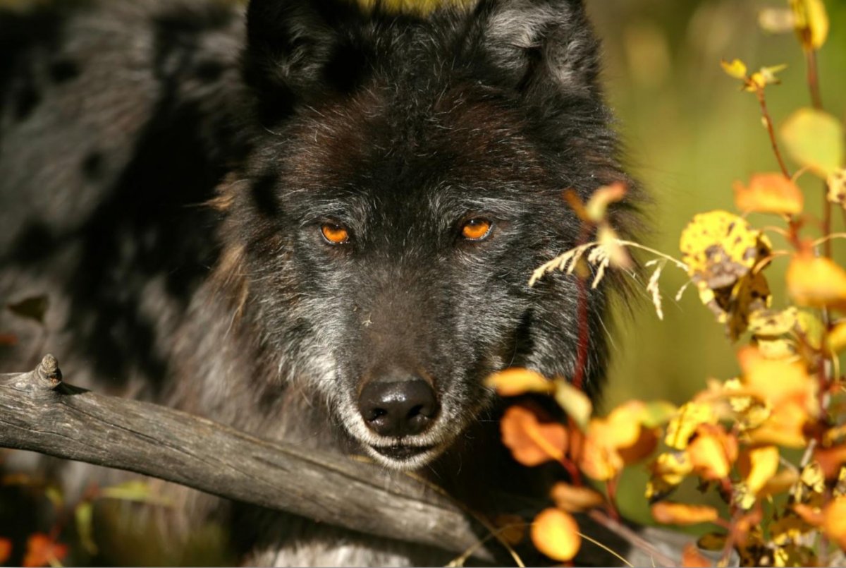 Волк с оранжевыми глазами