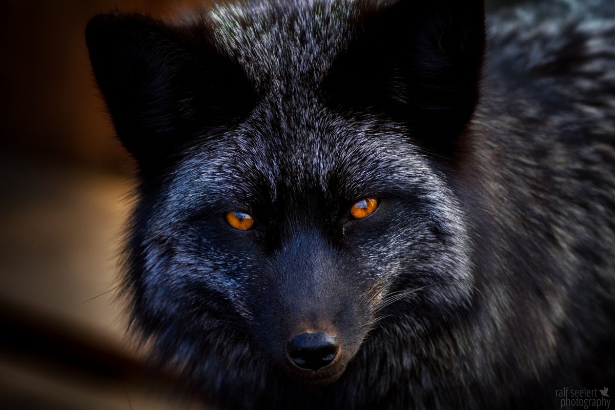 Волкособ чёрный с голубыми глазами