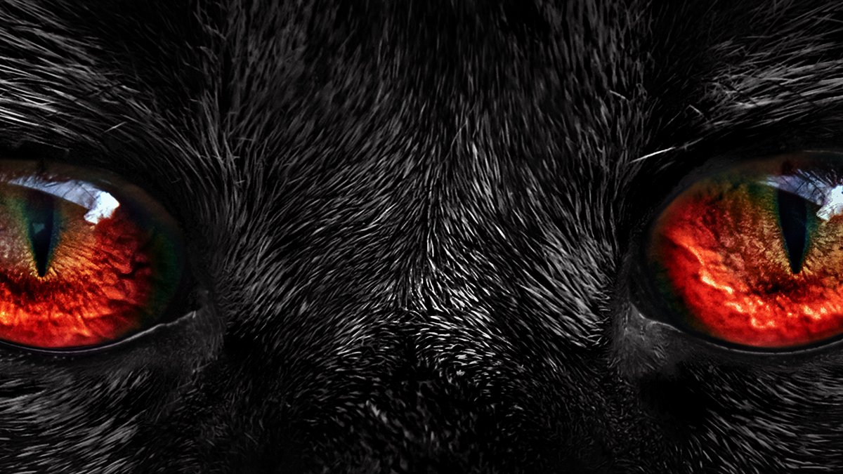 Макензенский волк черный