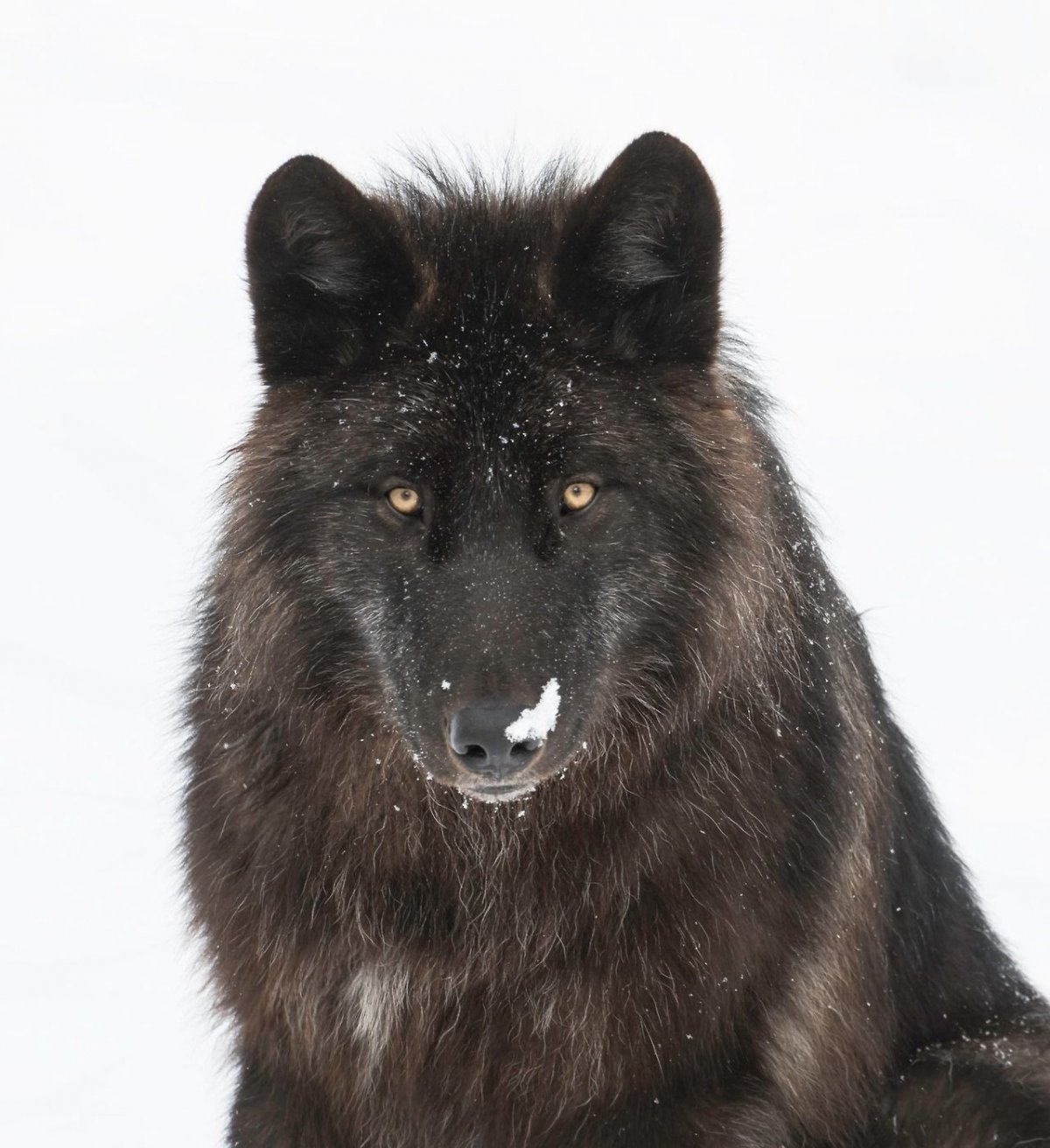 Черный волк смешной