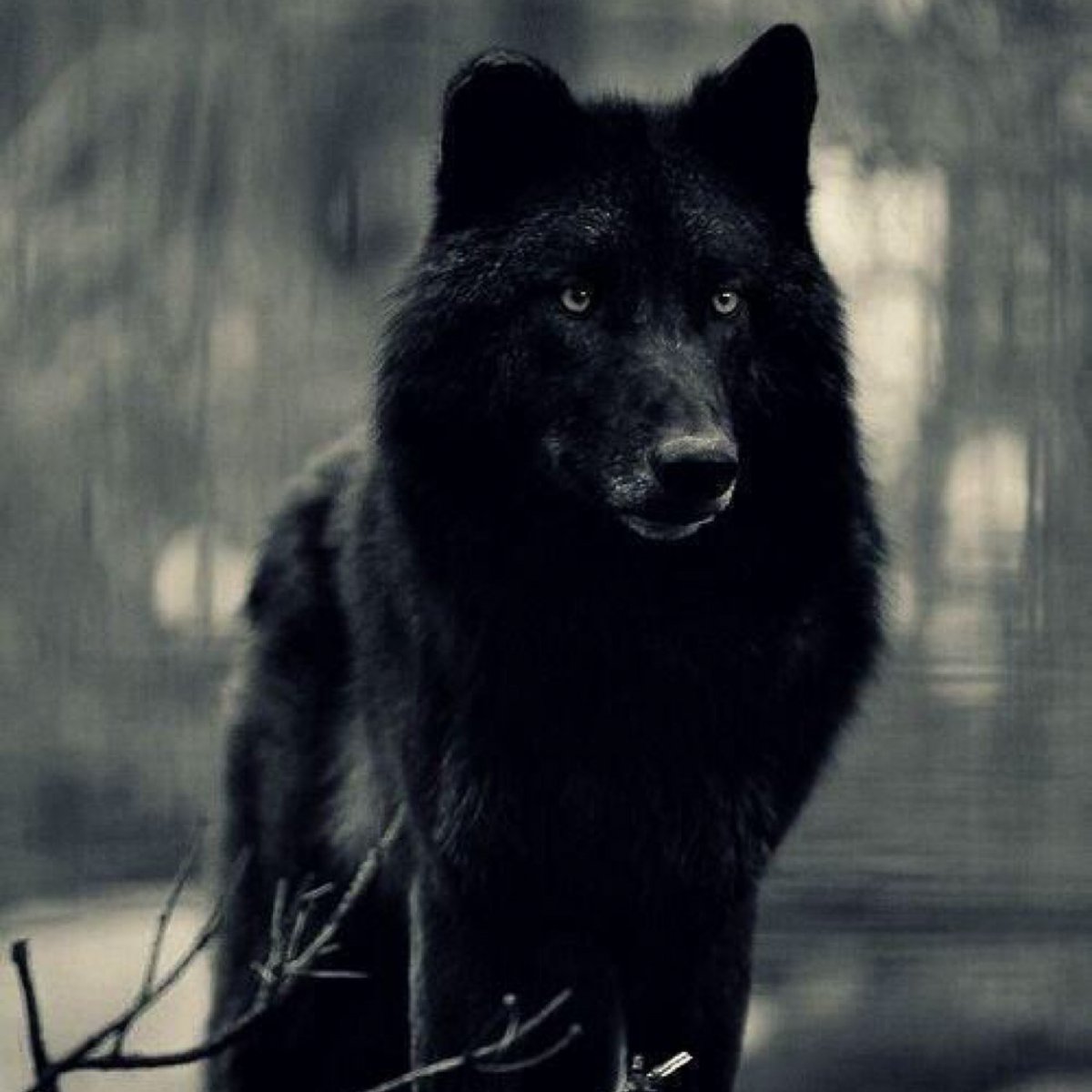 Черный волк