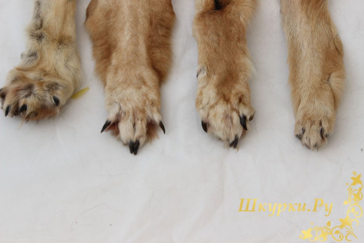 Волчья лапа