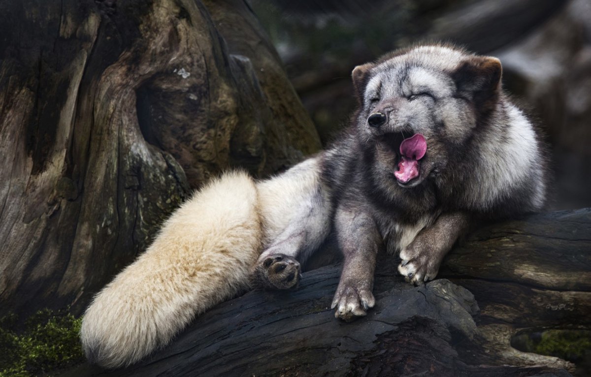 Песец лежит