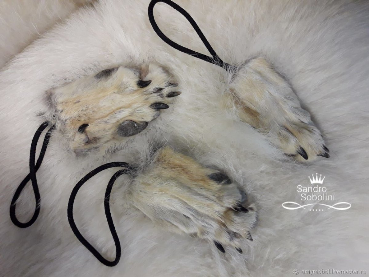 Сидячий волк