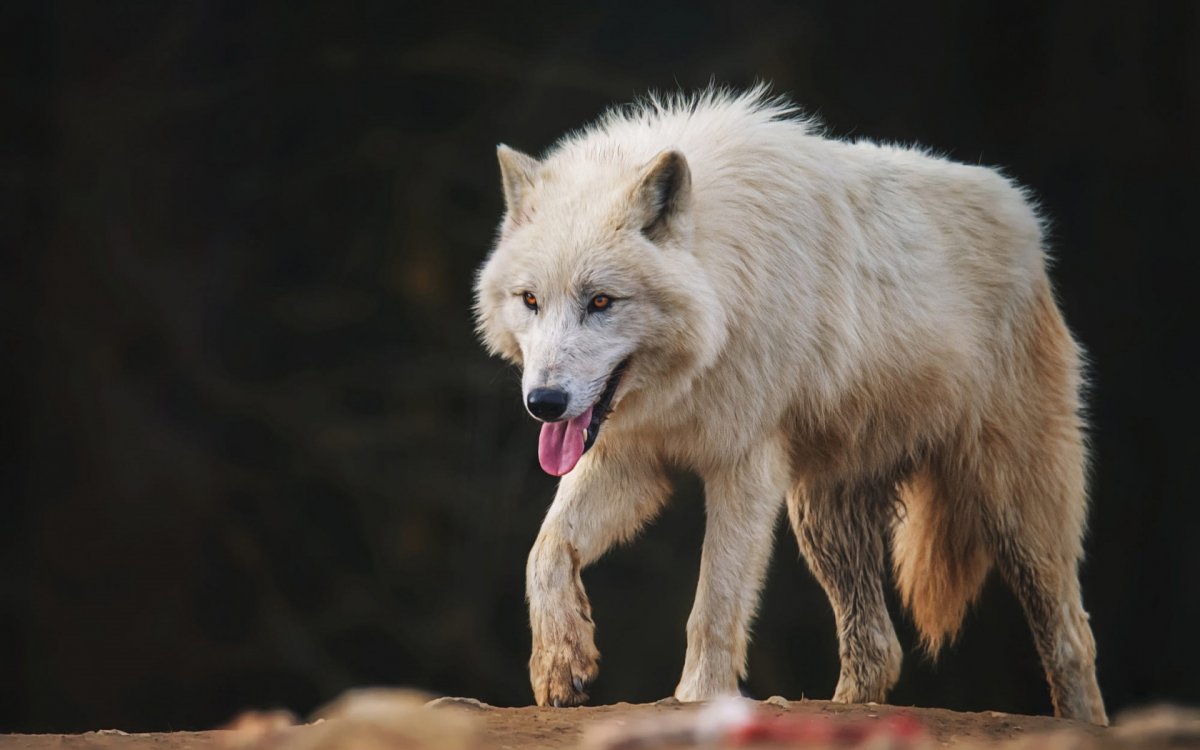Оберег Волчья лапа Велеса