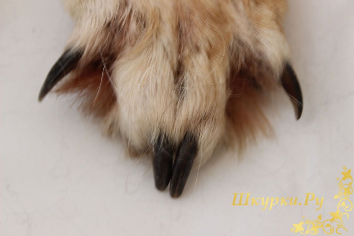 Волчья лапа Живая