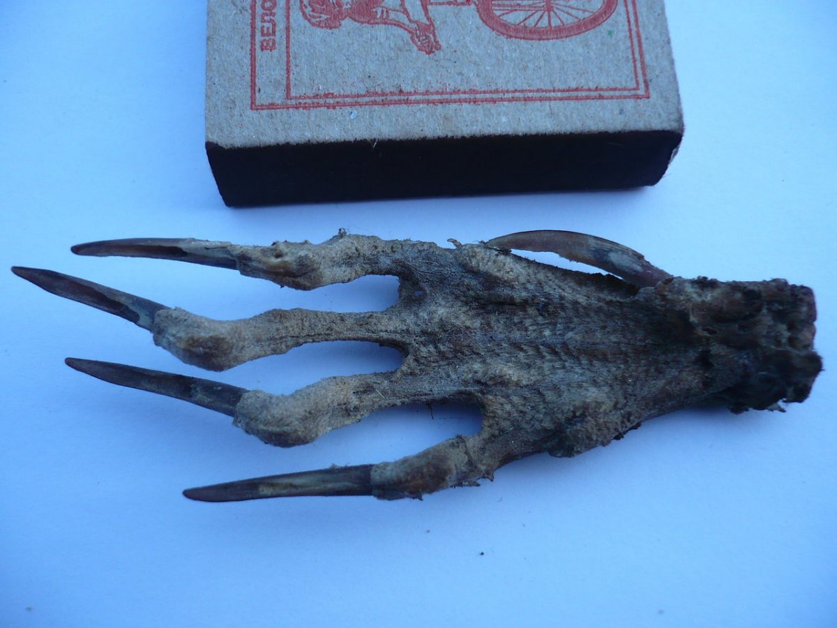 Засушенная Волчья лапа