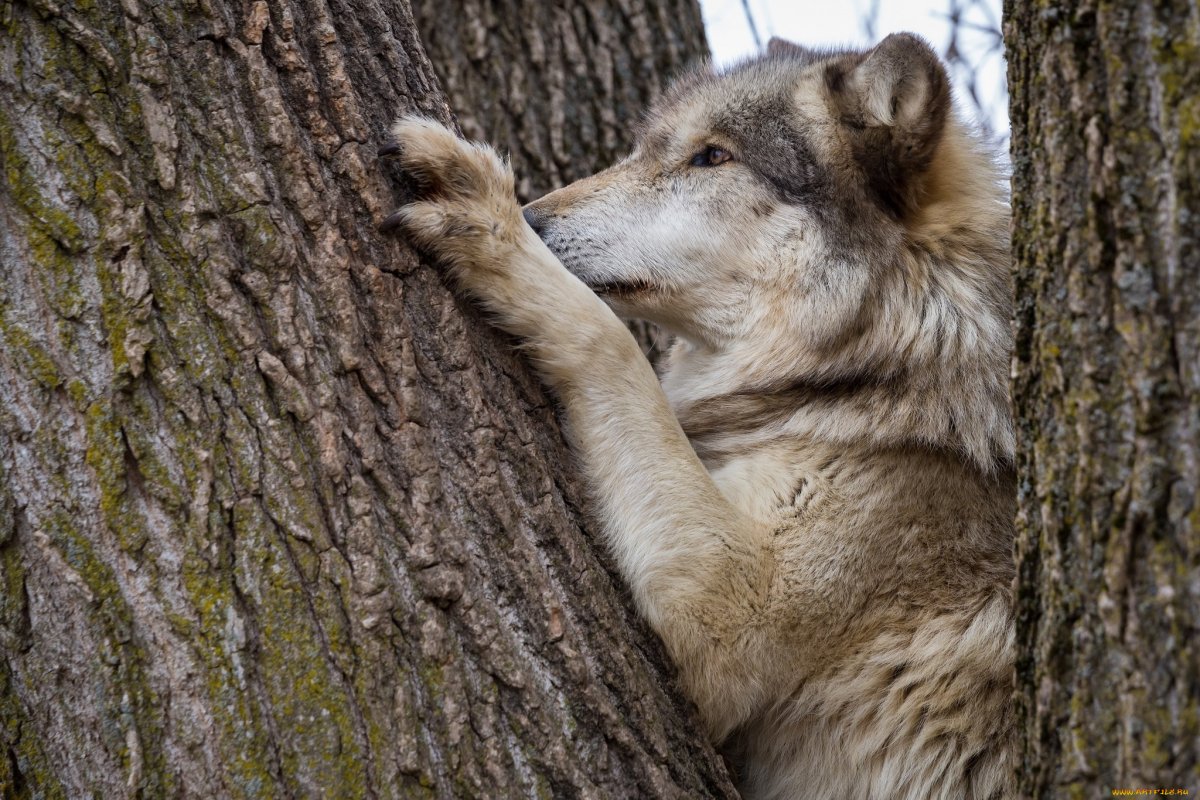 Волчья лапа