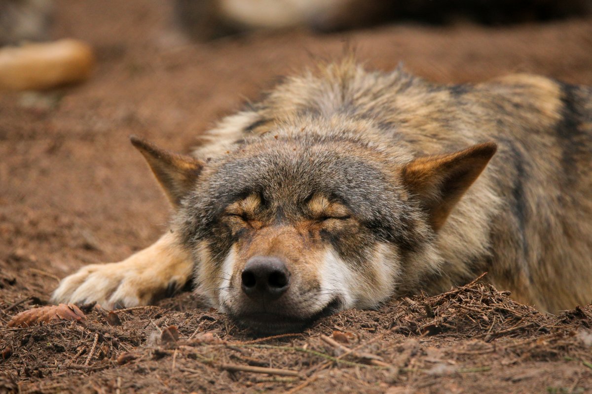 Лапы животных