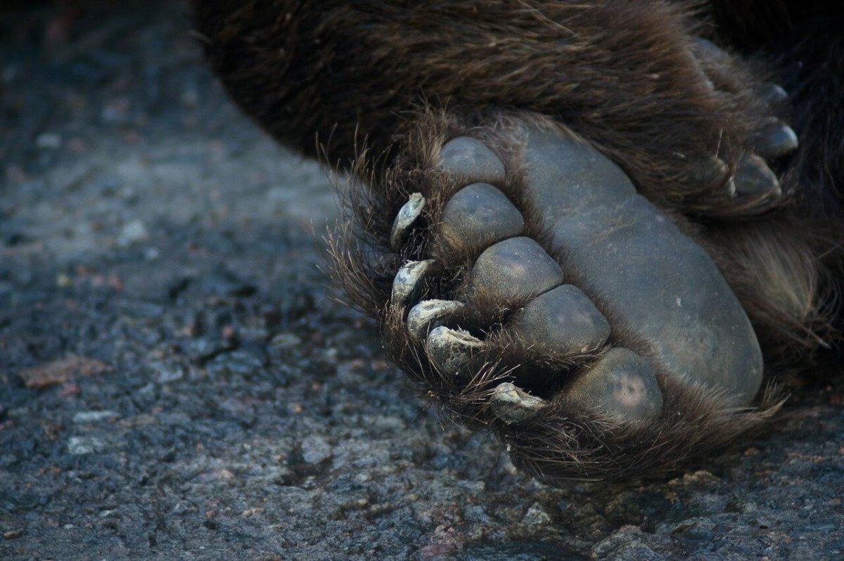 Тату Волчья лапа