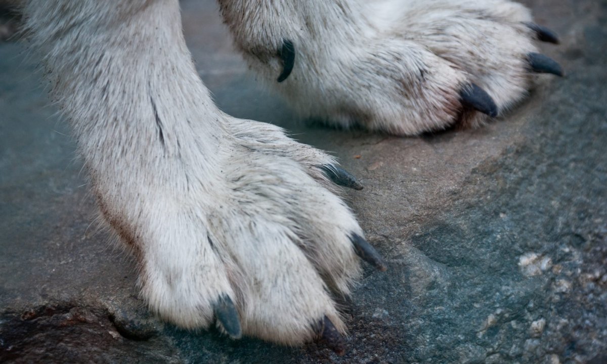 Волчья лапа