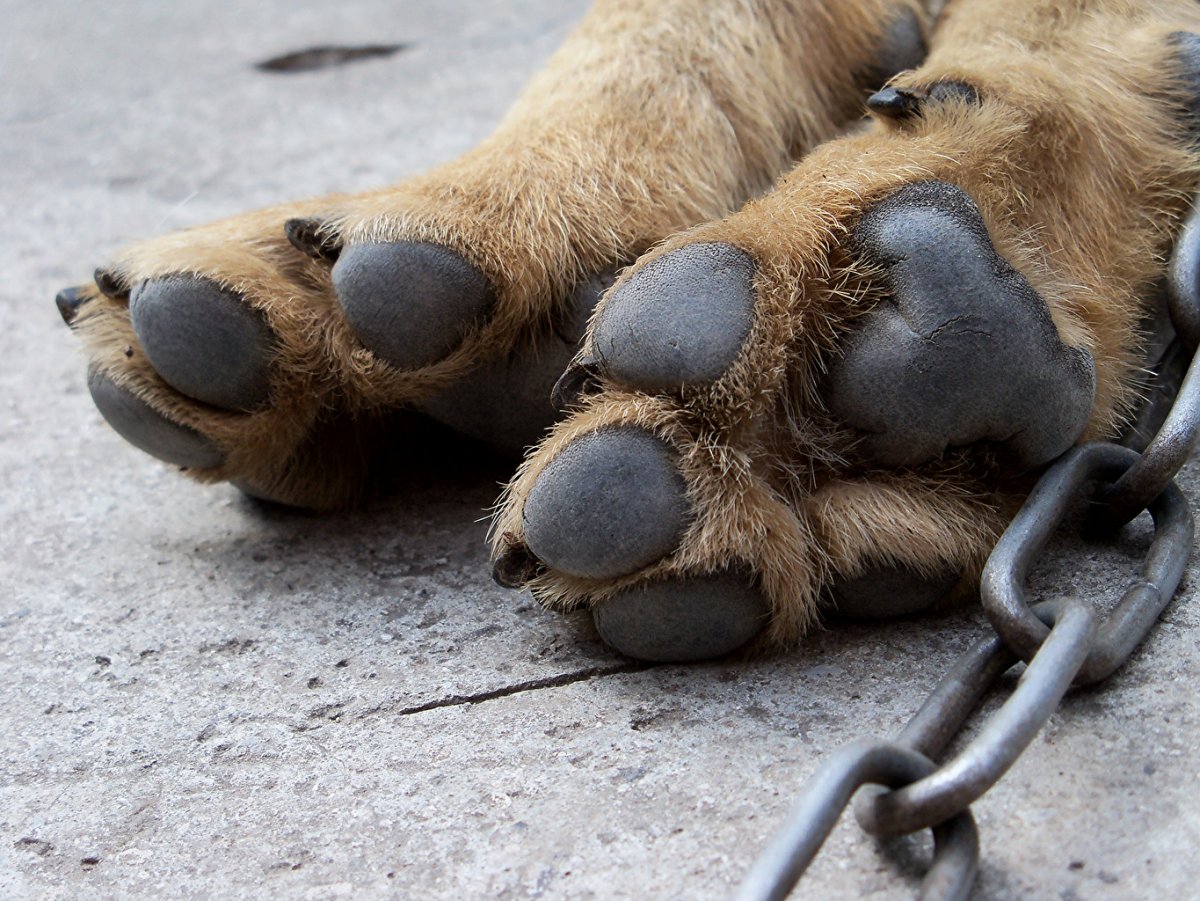 Волк Канис Люпус размер