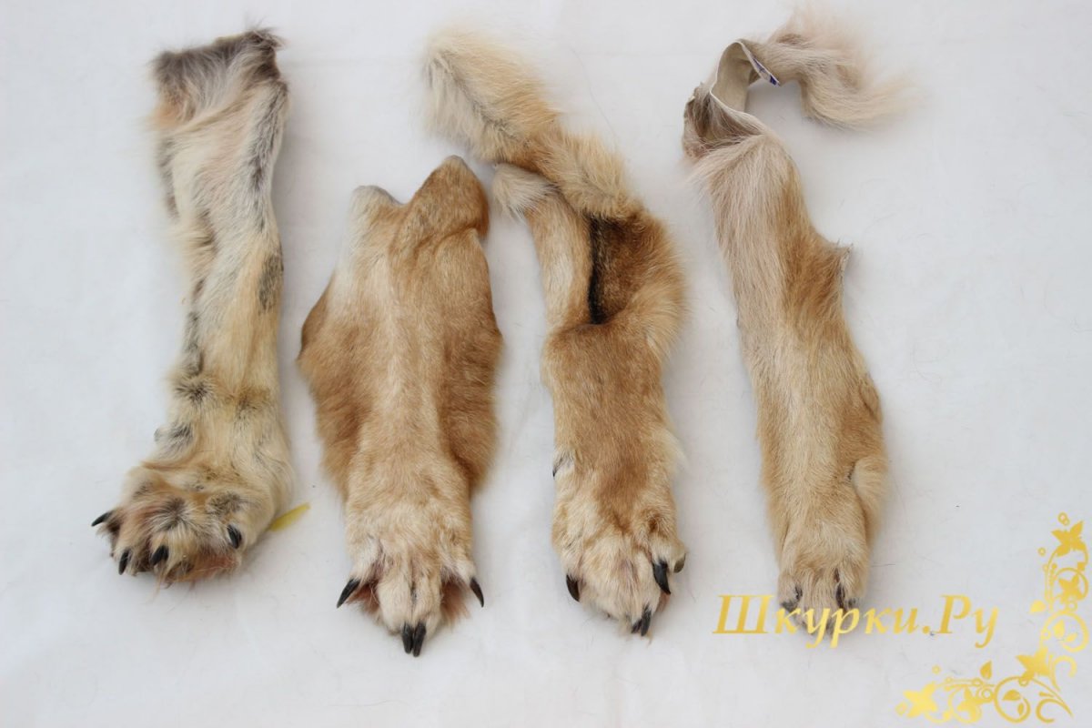 Печать Велеса лапа волка