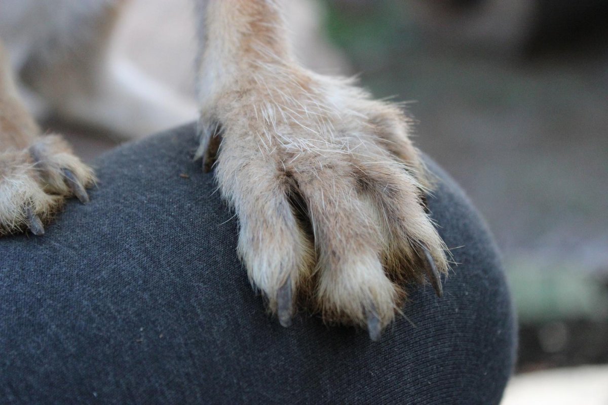 Амурский тигр следы