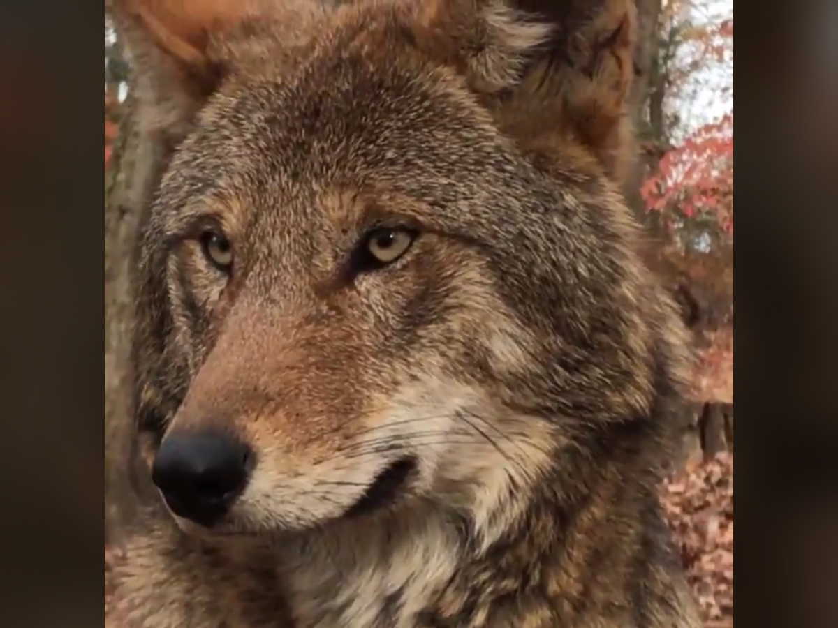 Грустный волк