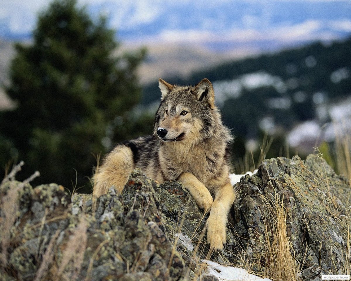 Красивый волк