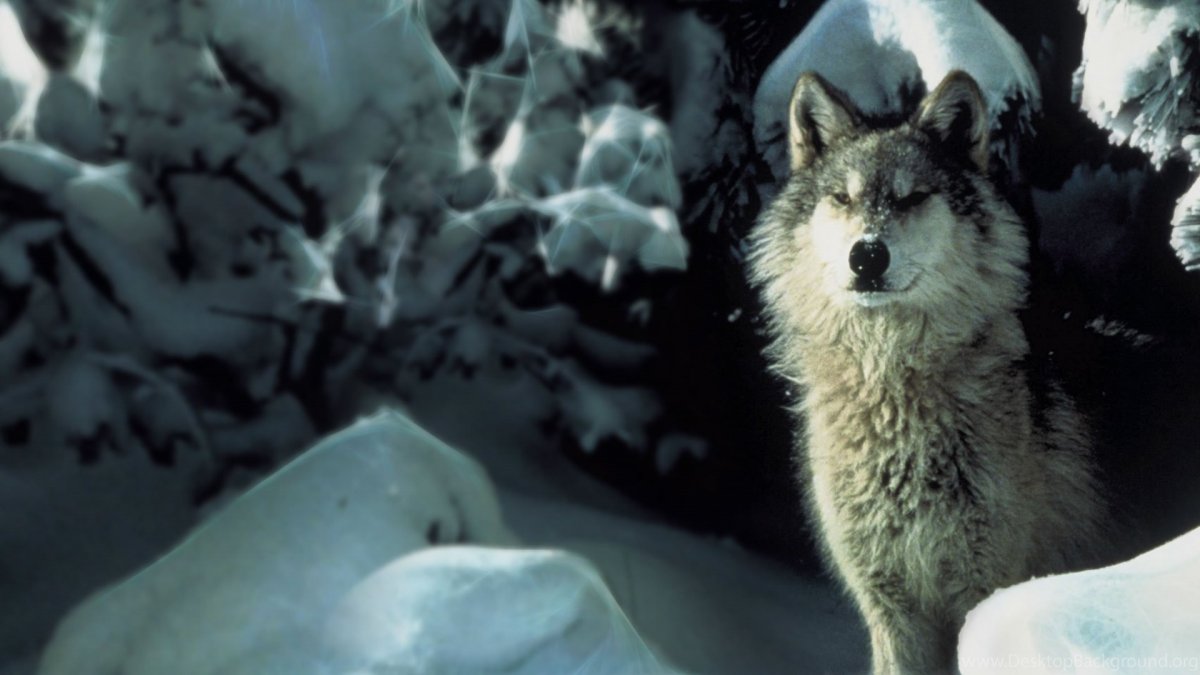 Белый волк на рабочий стол