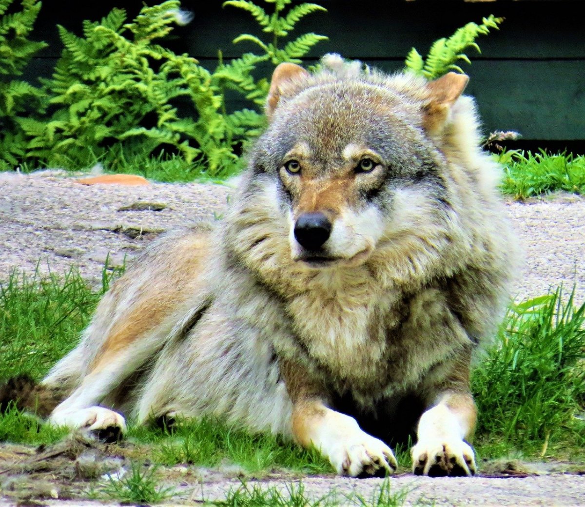 Волк на скале