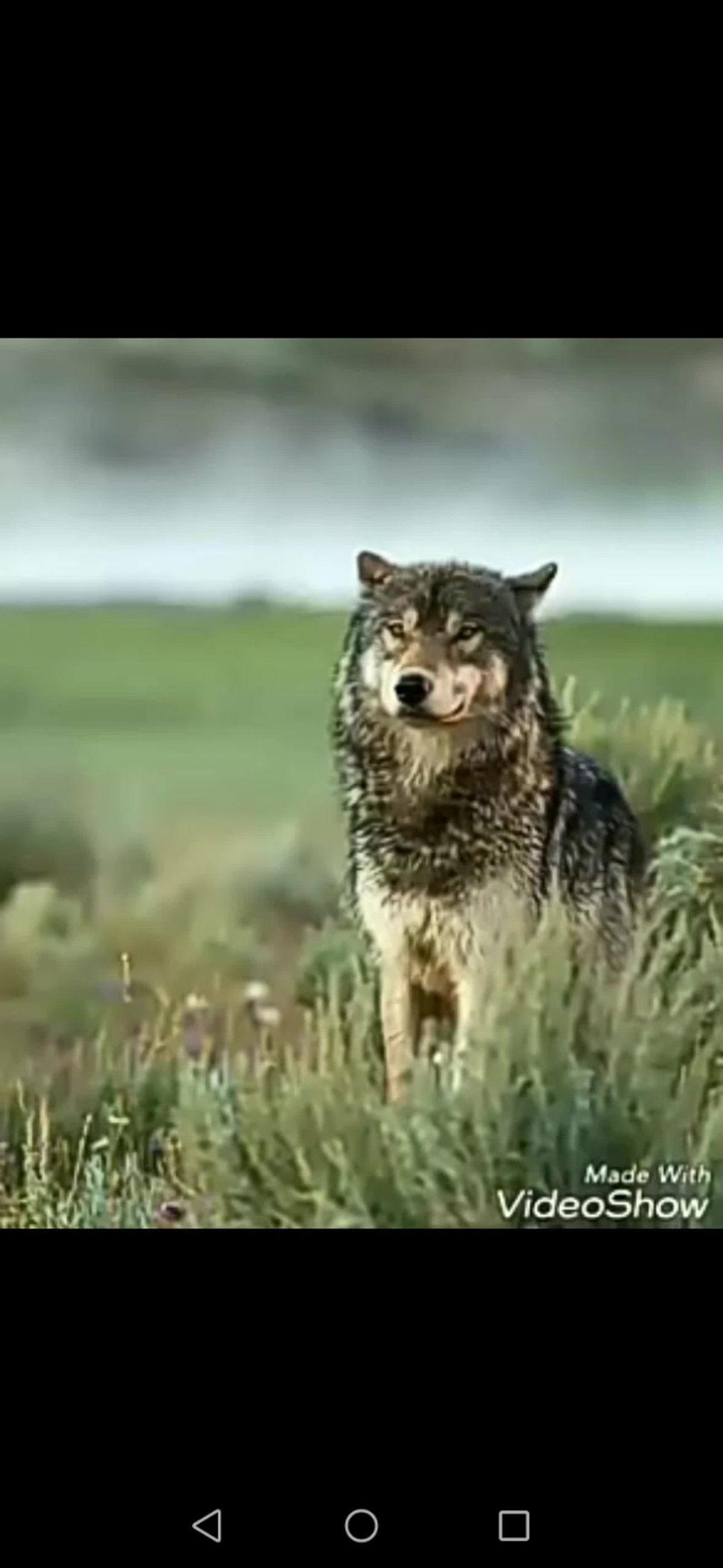 Животные которые живут в горах