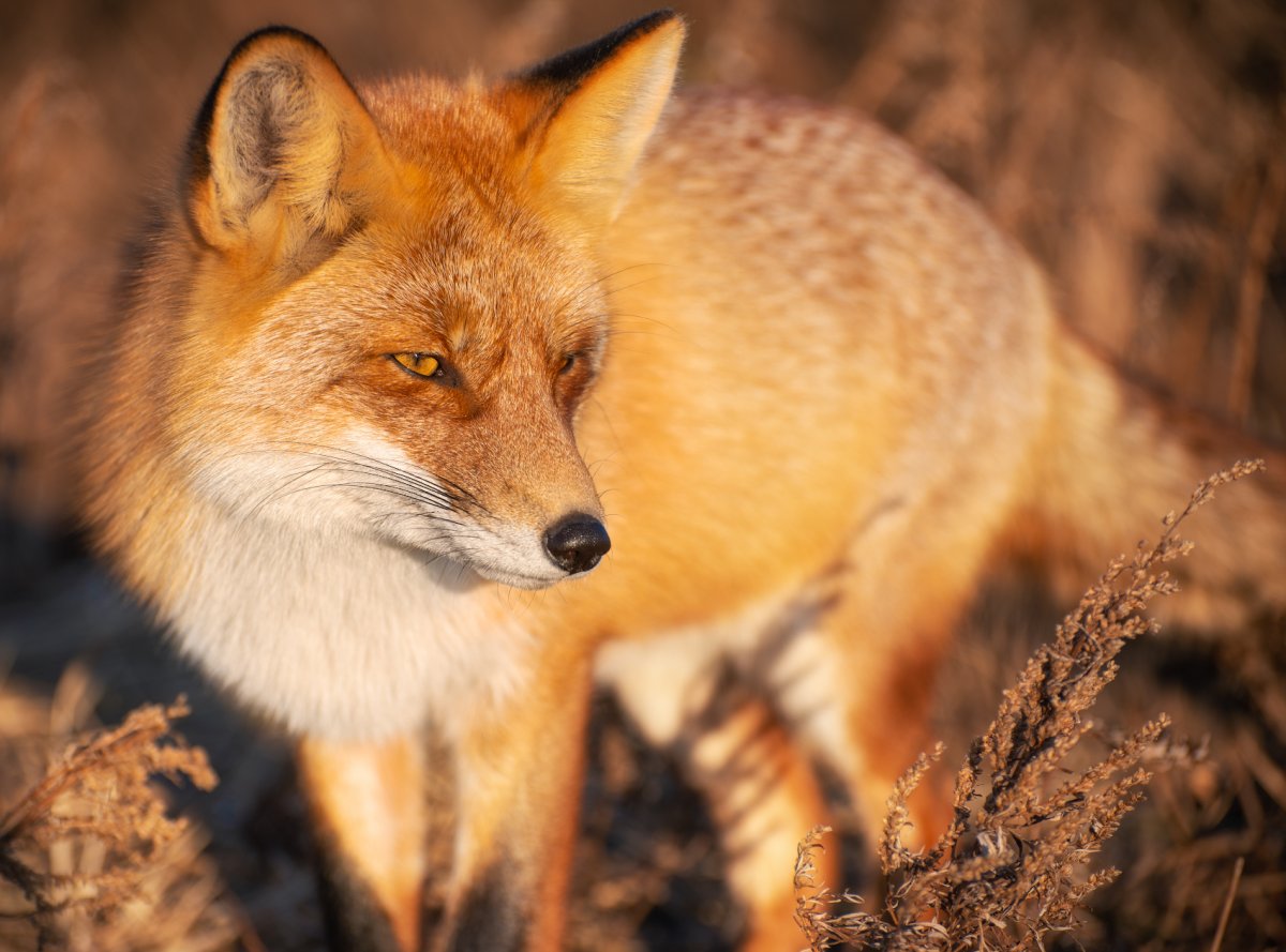 Превращение в Кицунэ