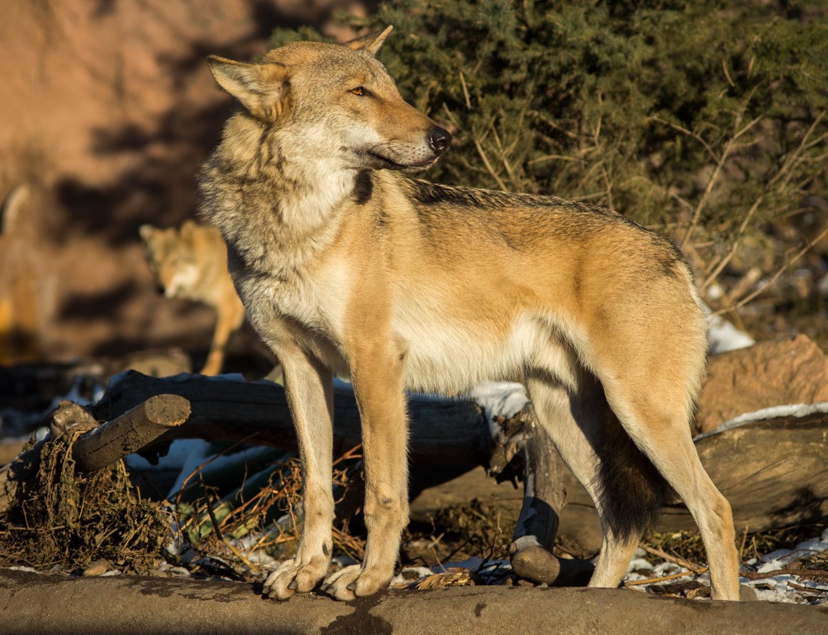 Волк canis Lupus 1977