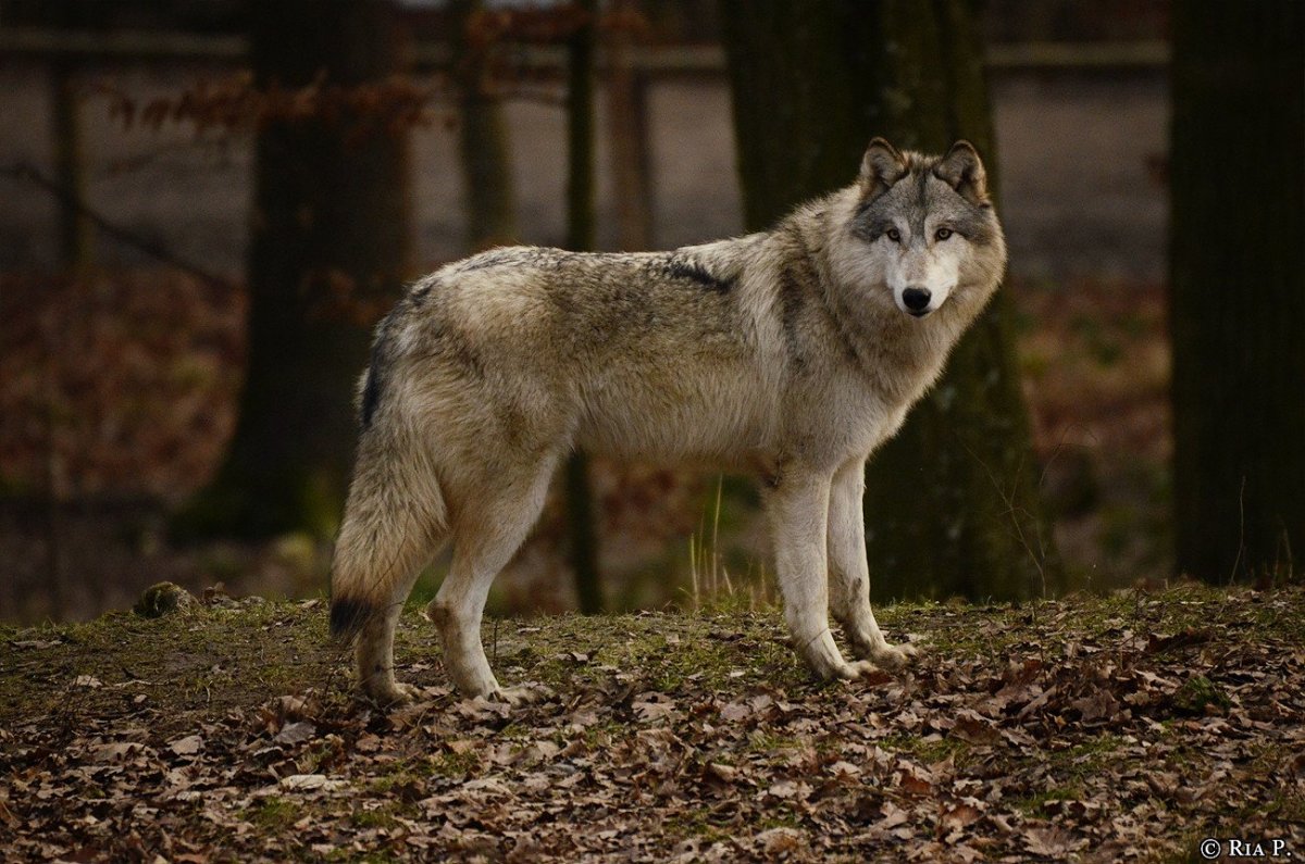 Слепой волк дикий