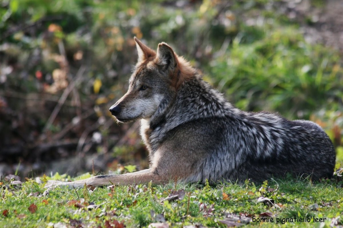 Среднеевропейский волк