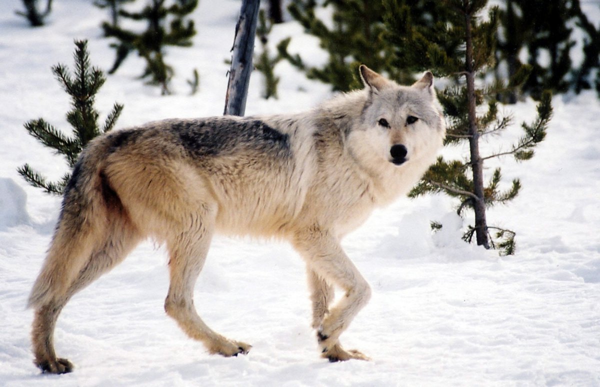 Большой волк