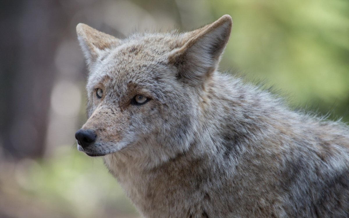 Пятнистый волк в дикой природе фото