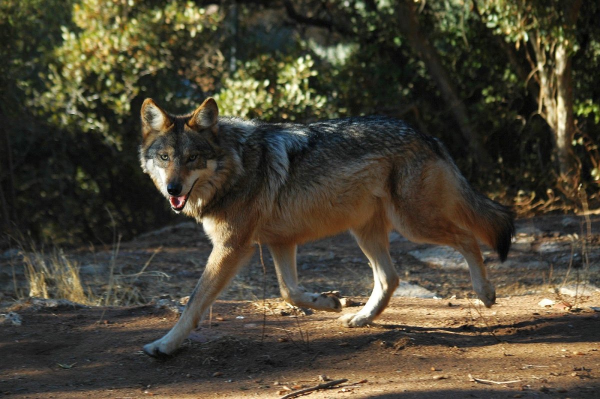 Canis Lupus cubanensis