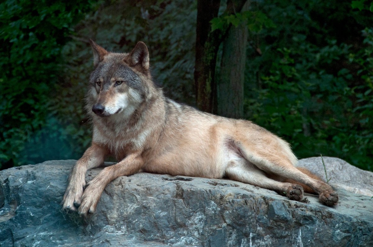 Волк canis Lupus