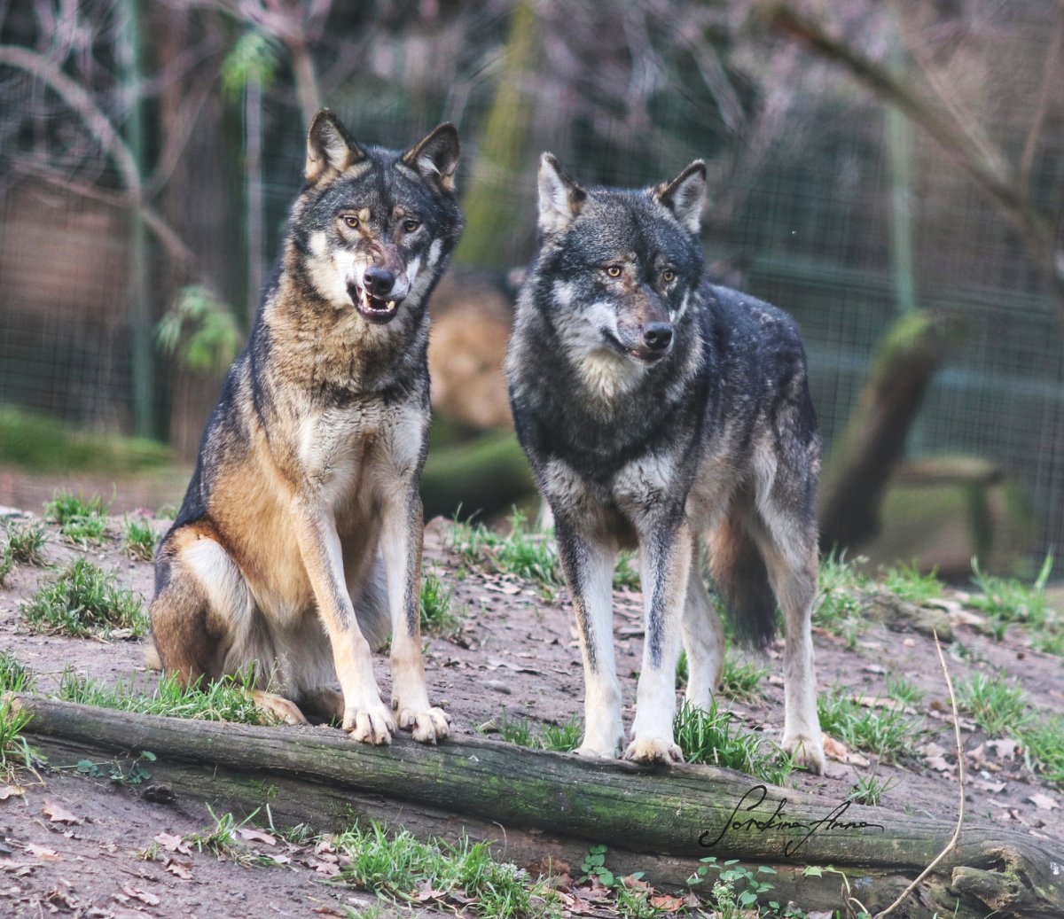 Дикий Карпатский Карпатский волк