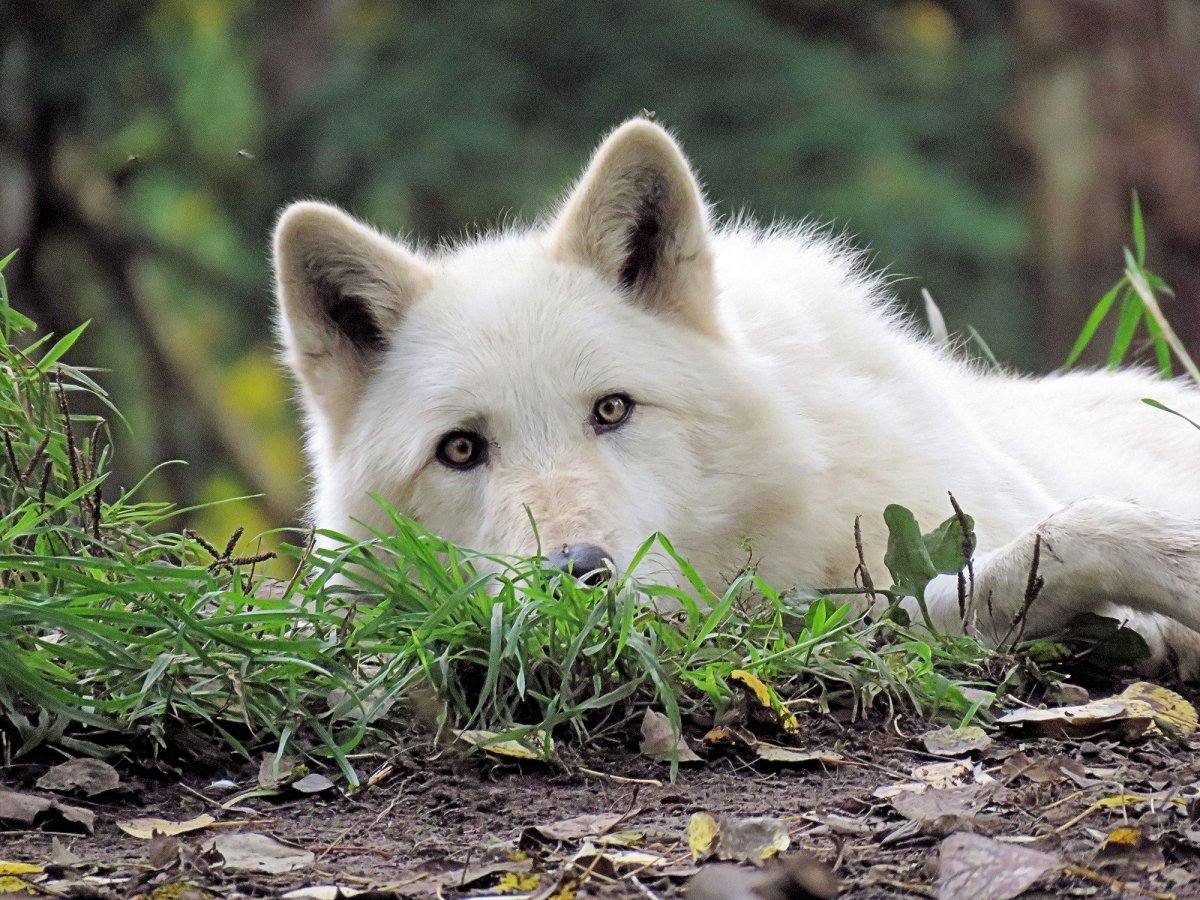 Дикая природа России волки