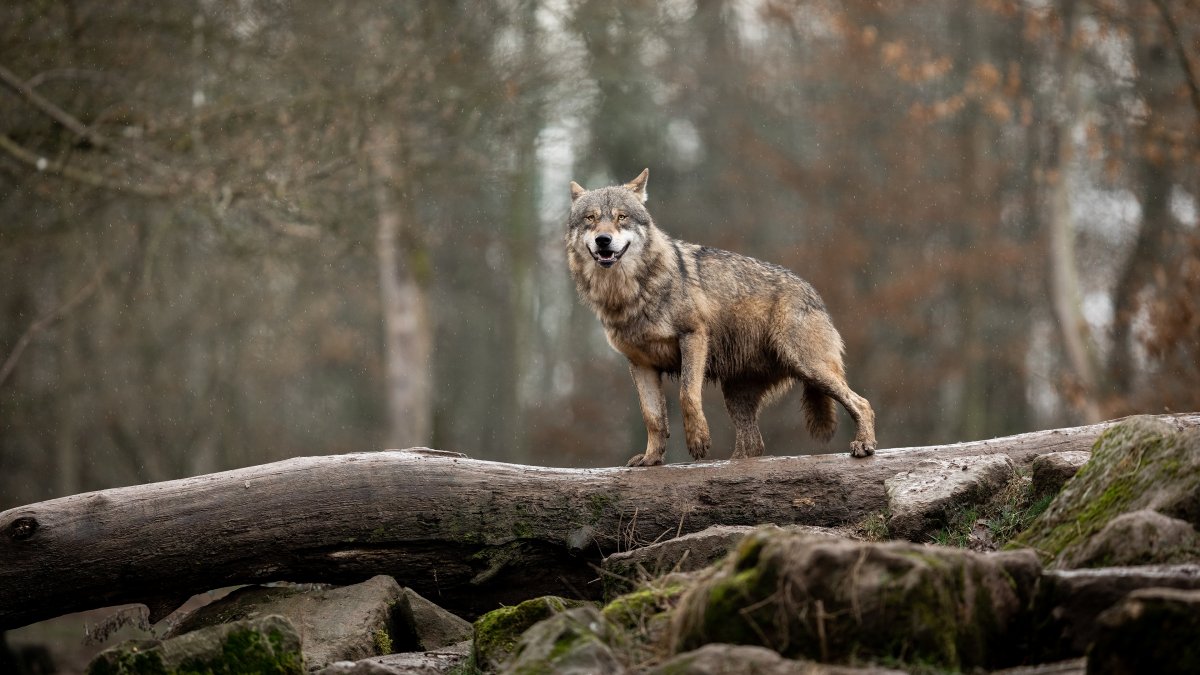 Заставки на телефон волки