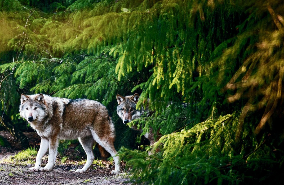 Макензенский волк