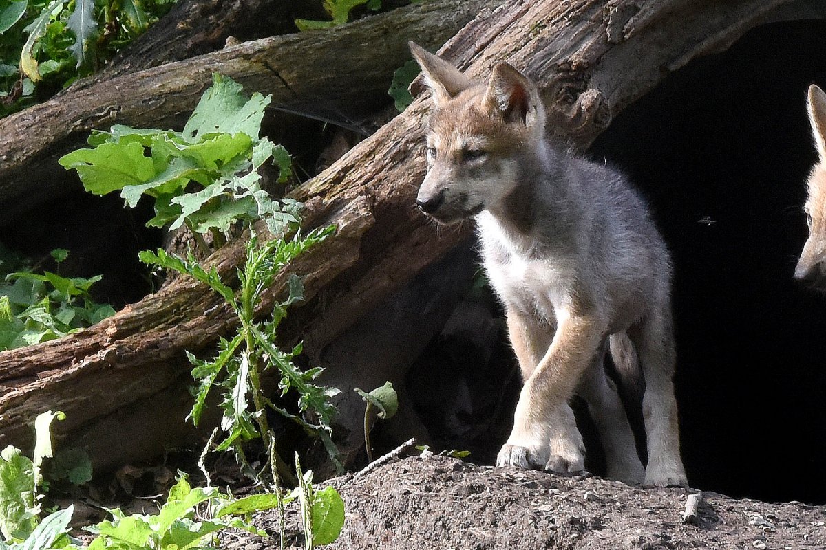 Волчата подросшие