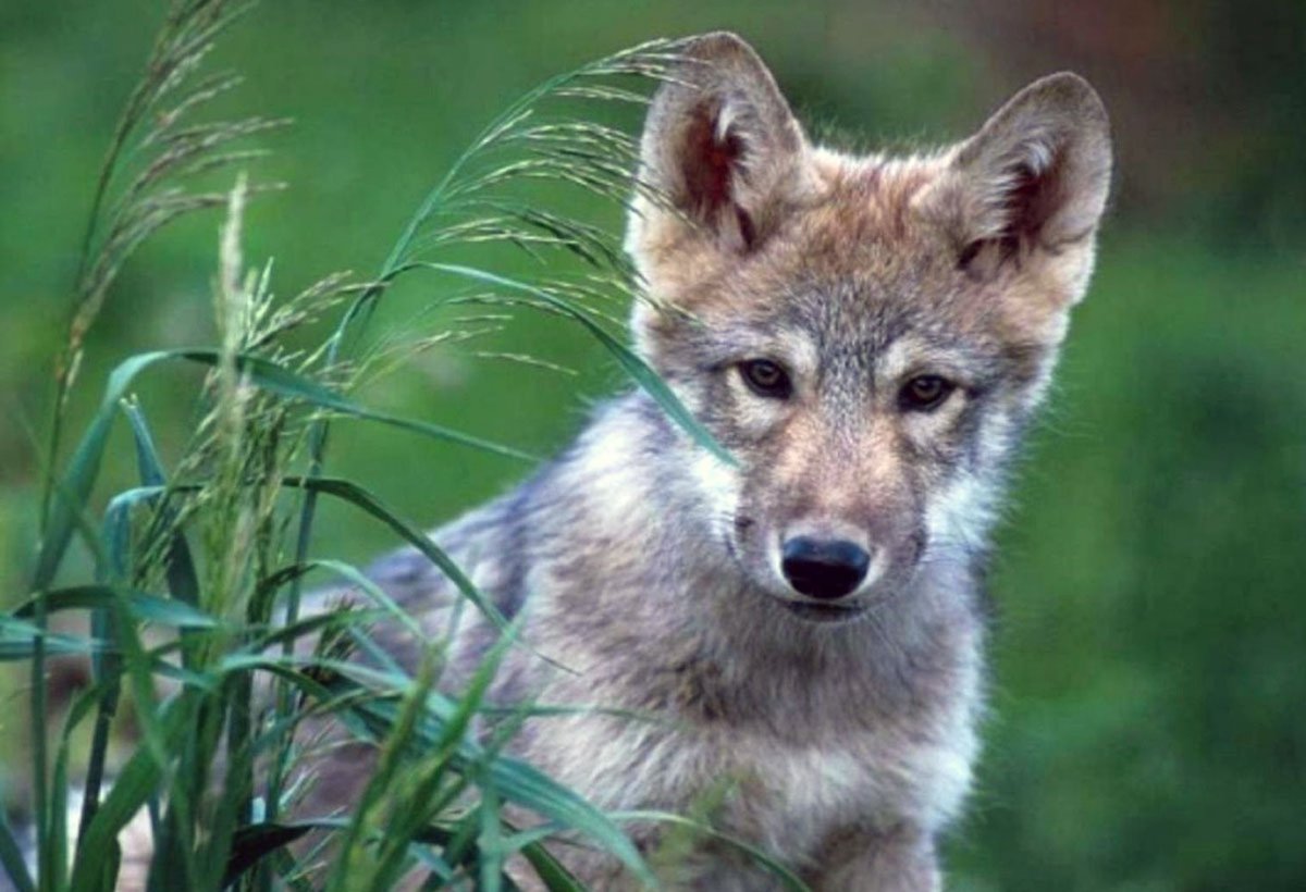 Волчок Волчонок