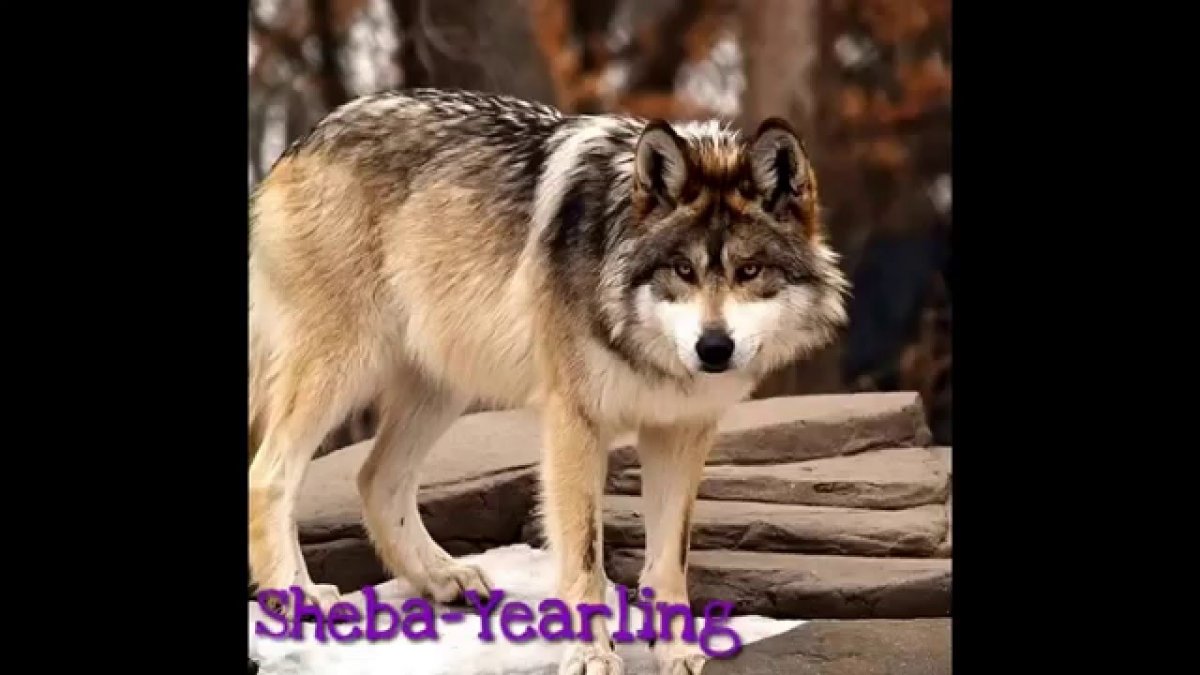 Дружба Волков