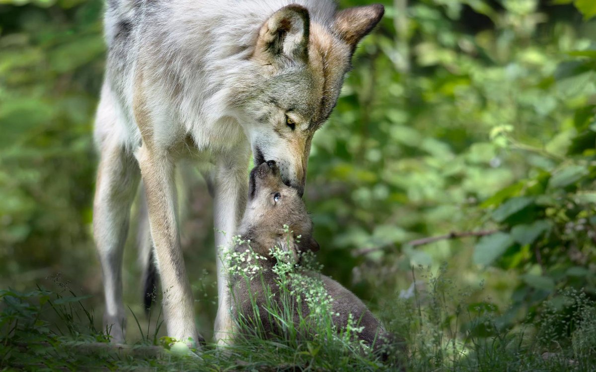 Серебристая волчица