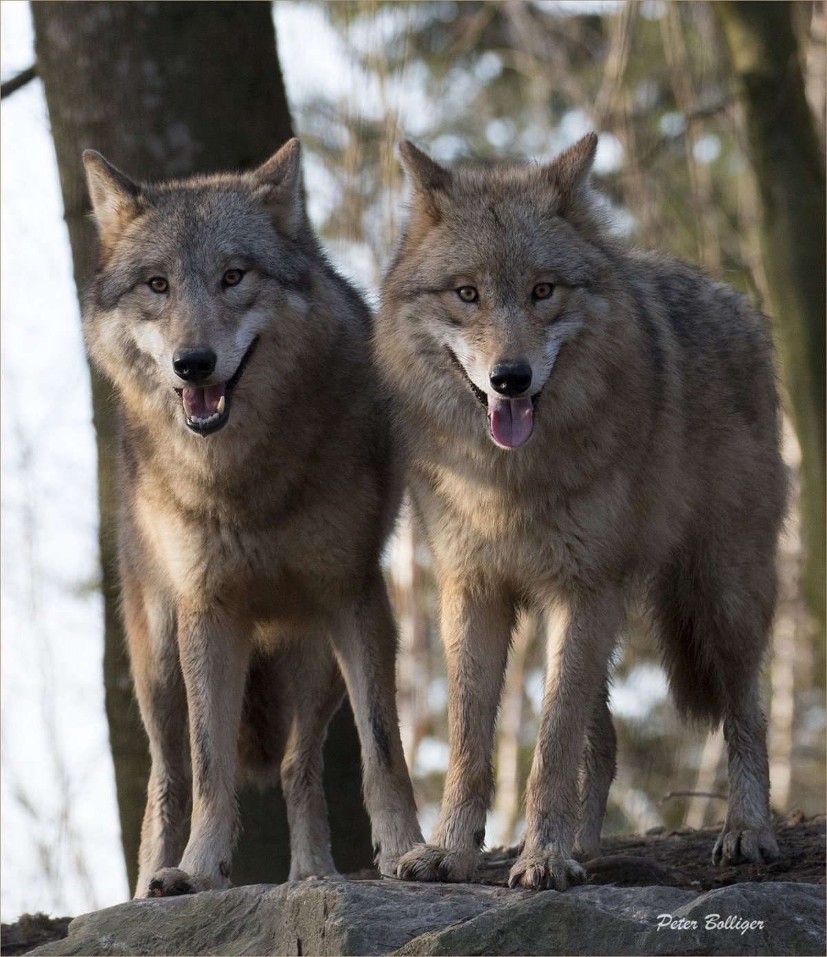 Желтый волк