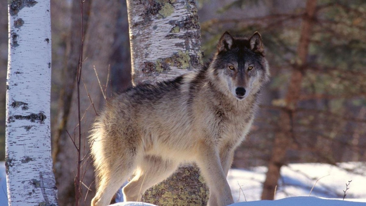 Добродушный волк