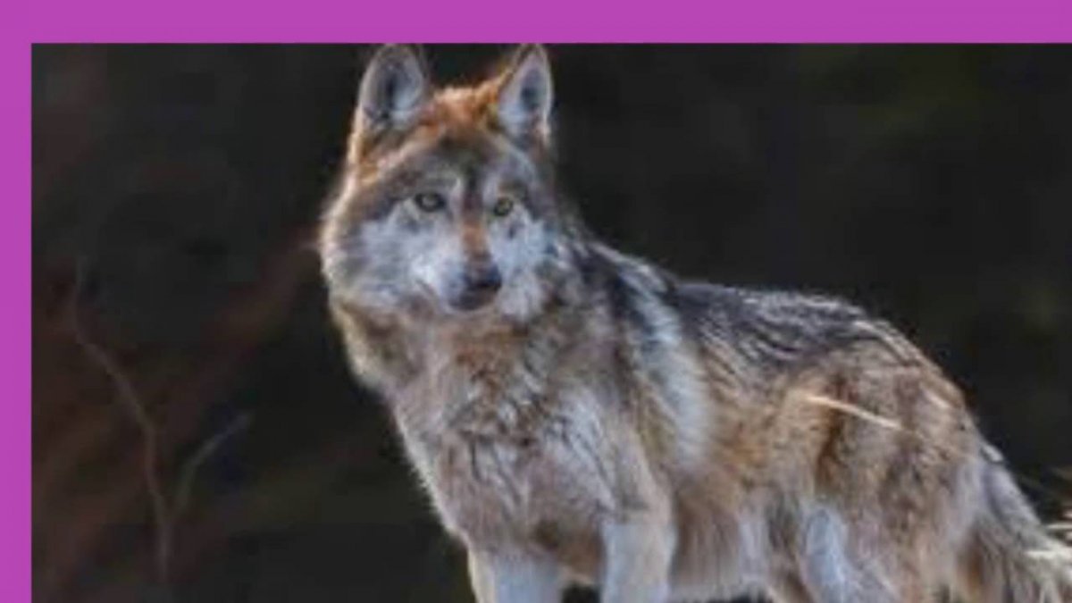 Фото Волков на рабочий стол