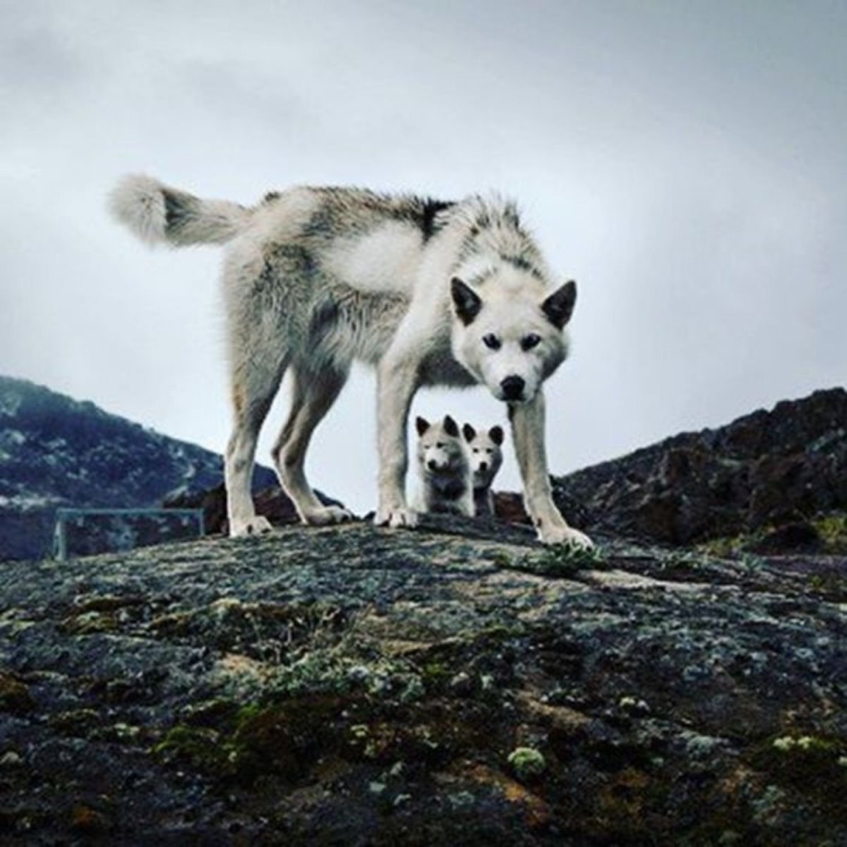 Заставки на телефон волки