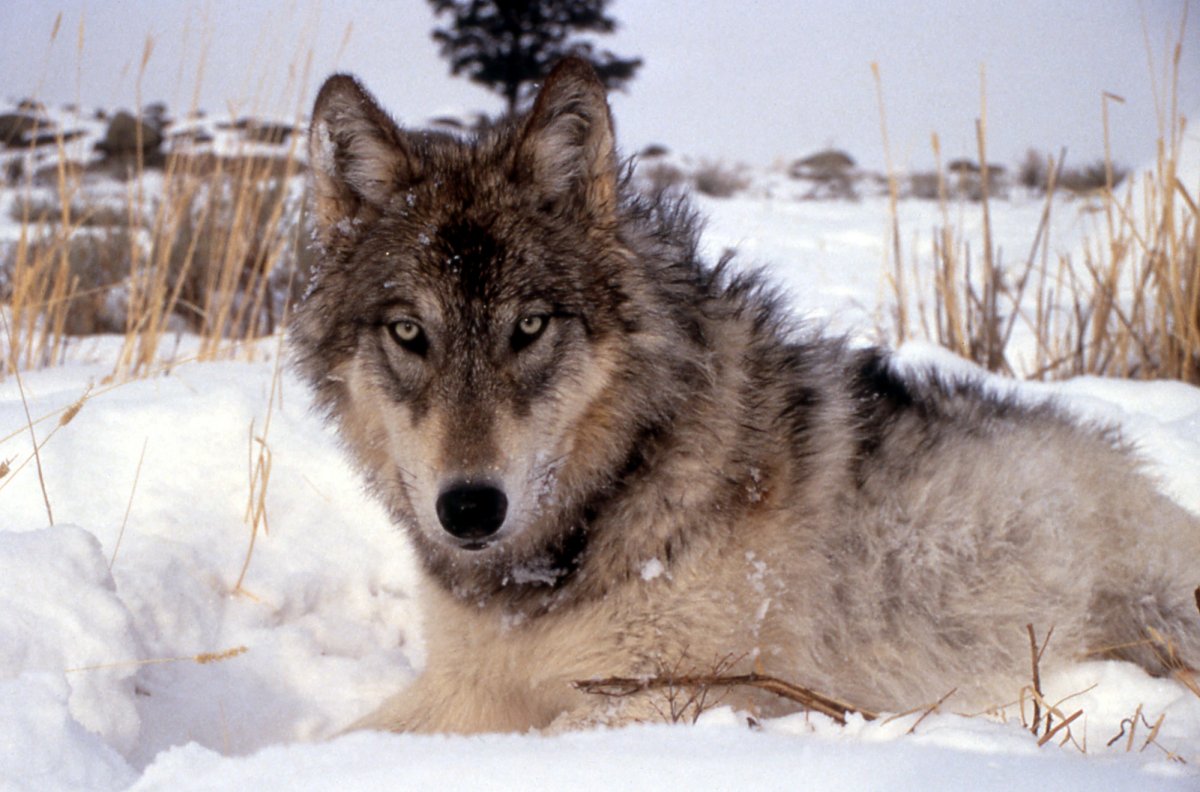 Canis Lupus irremotus