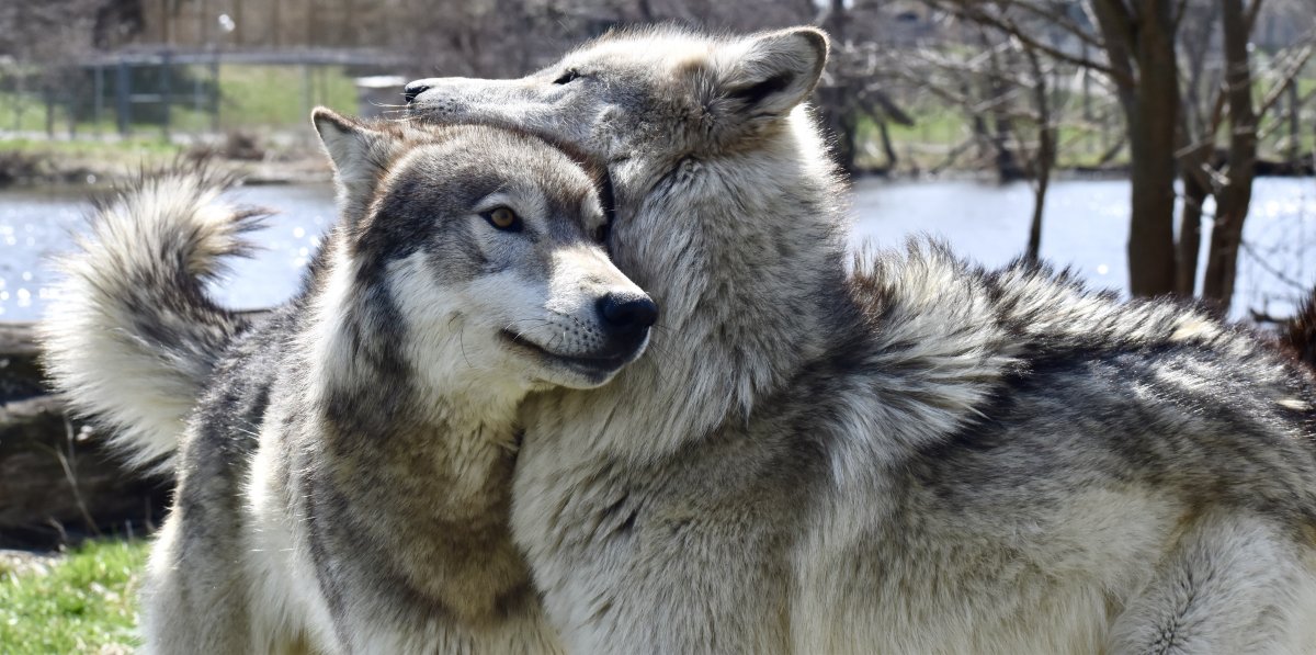Национальный парк баварский лес Германия животные