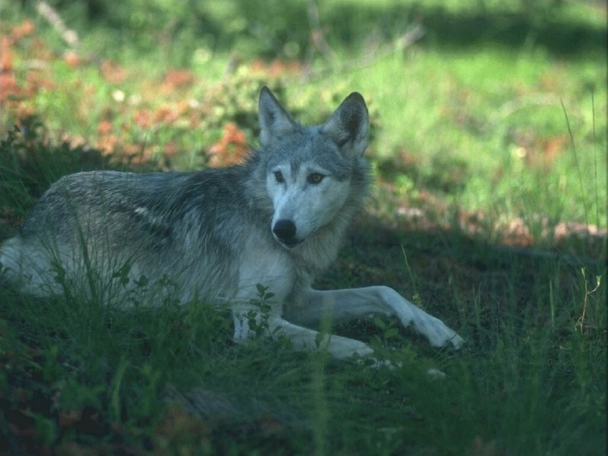 Много Волков