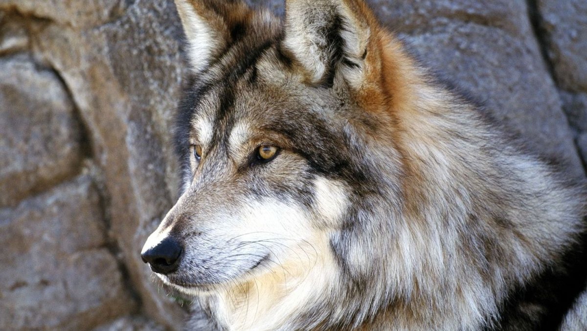 Хищные животные