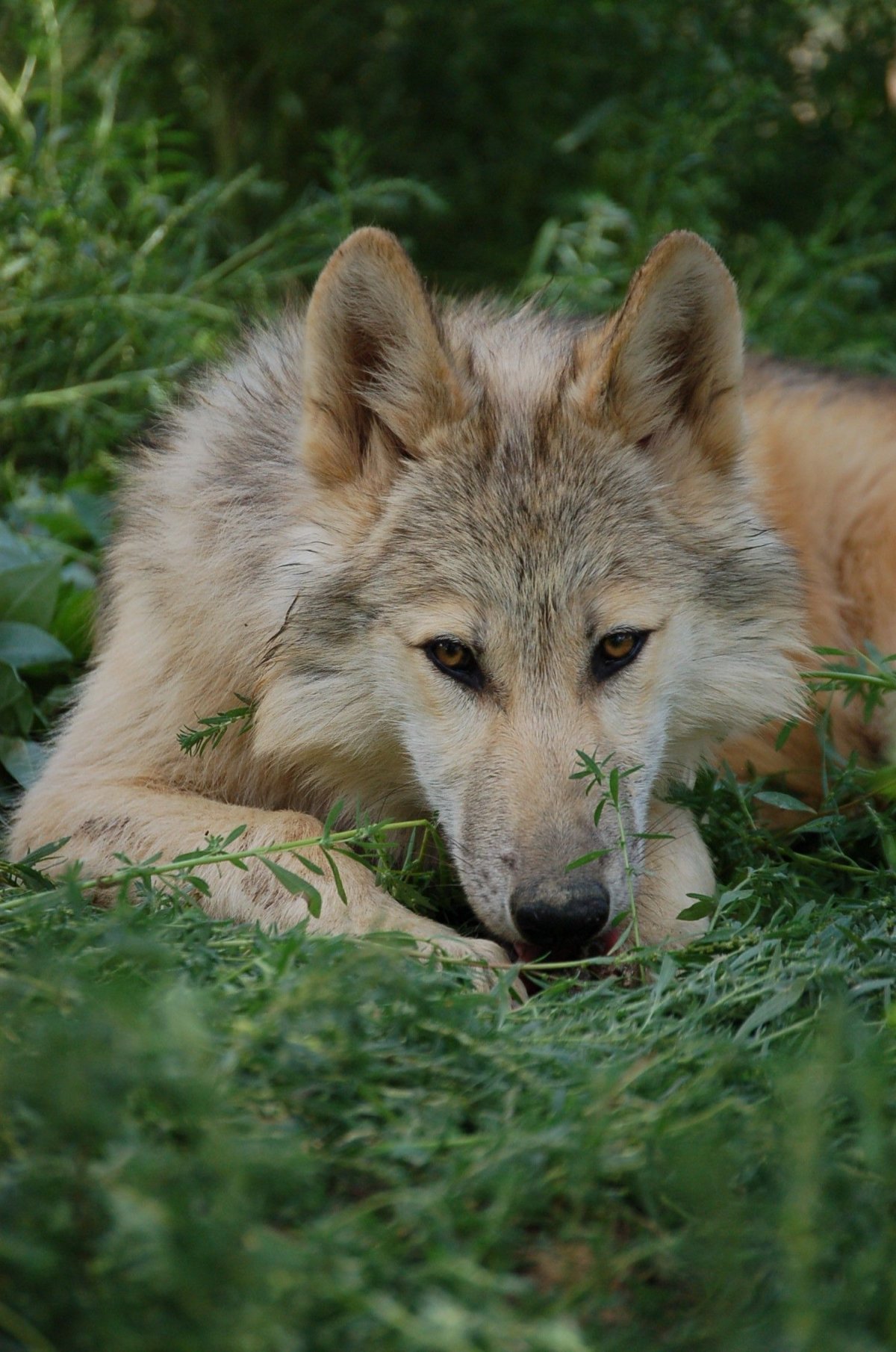 Волк серый