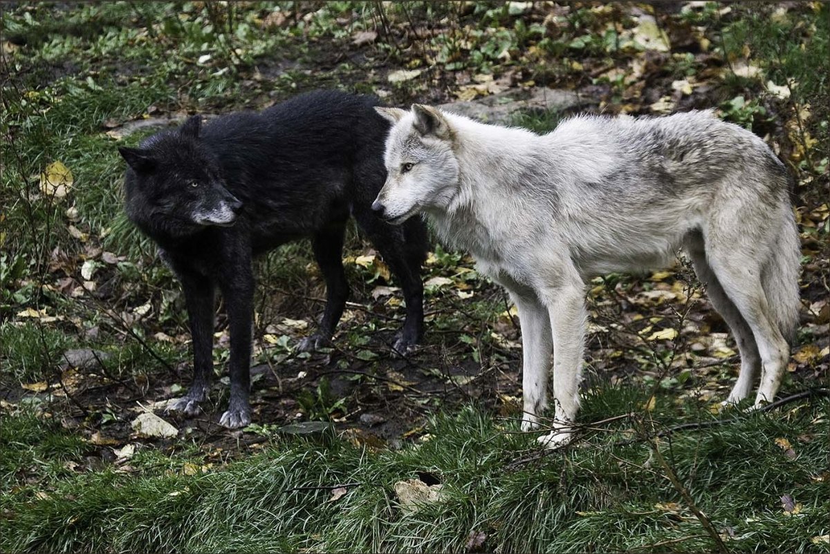 Волки Альфа самка